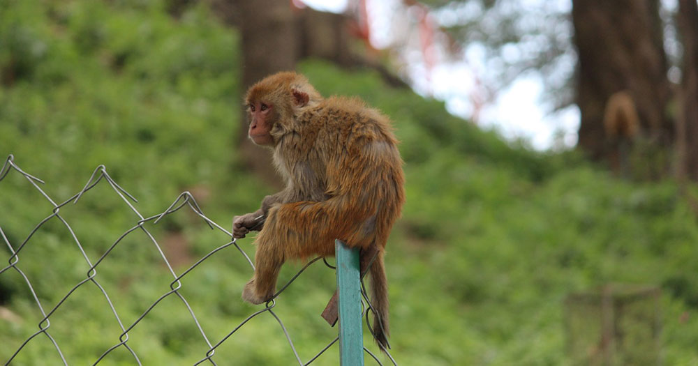 Stock image of a rhesus macaque monkey.