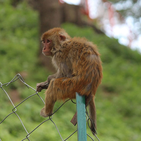 An auburn-colored rhesus macaque straddles a fence.